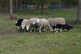 BORDER COLLIE - MOUTONS 048